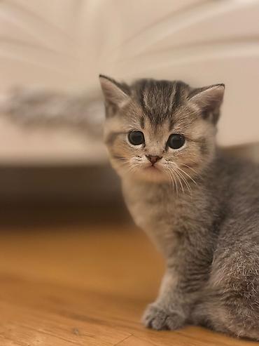 Кошки: Британская, Самка, Самец, В добрые руки, Самовывоз, Платная доставка — 2