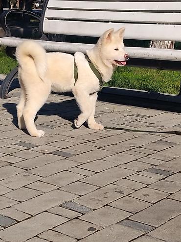 ləzgi iti: Akita-inu — 3