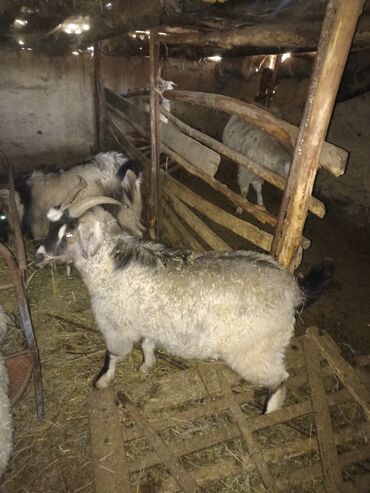 Козы, козлы: Продаю | Козёл (самец) | На забой — 1