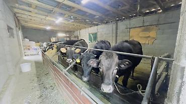 Коровы, быки: Продаю | Тёлка | На откорм | Привязанные — 1