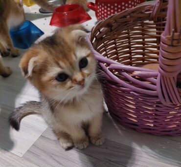 Pişiklər: Şotland, Erkək, Dişi, Yaxşı əllərə, Ünvandan götürmə — 19