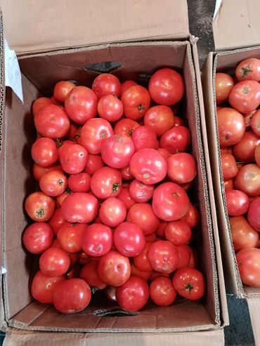 рассада помидор купить: Помидоры Красные