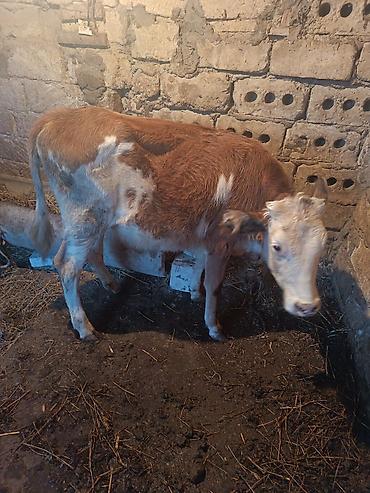 at sudu satisi: 2dene dişi dana tövlede quru otla beslenib — 3