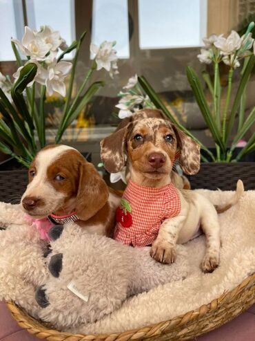 Psi: Odgajivacnica pasa "Happy Puppies" ima u ponudi prelepe stence mini — 8