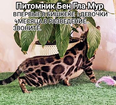 порода бенгал цена: Бенгальская, 4 месяца, Девочка, Приучена к лотку, Проглистована, С документами — 1