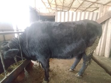 Коровы, быки: Продаю | Тёлка | Швицкая | На откорм | Привязанные — 6