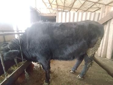 Коровы, быки: Продаю | Тёлка | Швицкая | На откорм | Отела не было — 5