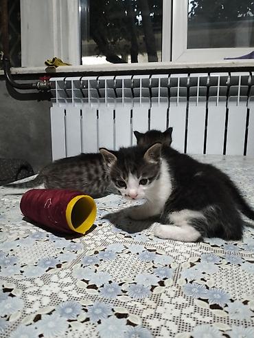 трехцветный кот мальчик: Кошка даром: Беспородная, 2 месяца, Девочка, Метис — 2