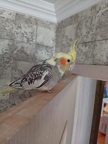 Tutuquşları: Satılır! 🐦 5 ədəd sağlam Korella quşu (3 dişi, 2 erkək) və əlavə — 11