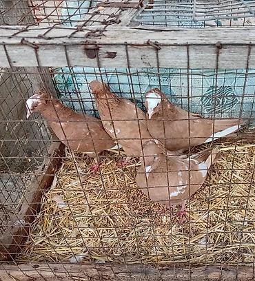 goyərcin uzuk: Gördunuz qusdar satlir cutu 60m di cutler quyruqda ağ ləkələr; — 7