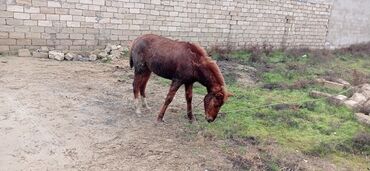 Atlar: Bu at daycadan boyuk atdan kiçikdir. zehinli mirtdi. oynagan usaq kimi