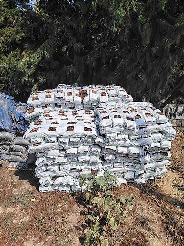 caxmaq daşı: Kompakt, ağ rəngli qablarda kakos torfu substratı 1.25 qəpik . Bu — 2