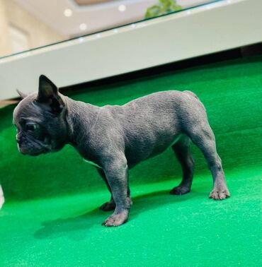 Psi: Zensko stene francuskog buldoga egzotične plave boje bez tigrine — 5
