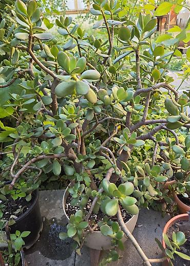 orxideya torpağı: 💵 Pul gülü (Crassula ovata) – iri, budaqlı sukulent 💵 Crassula ovata — 3