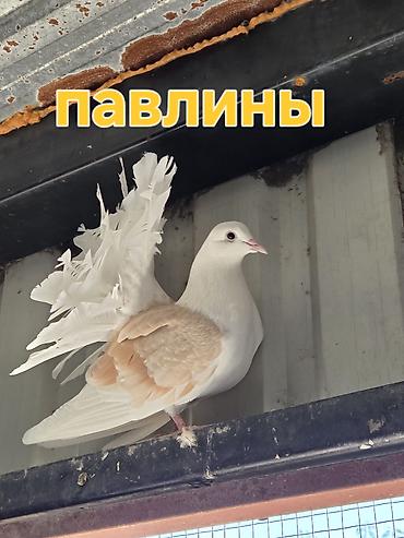 уй сатып алам бишкек: Голуби декоративных пород. - Павлиньи голуби: выразительный веерный — 2