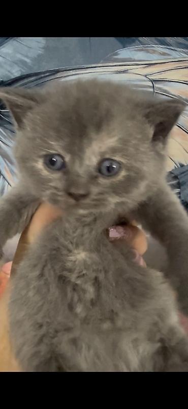 Pişiklər: Britan — 6