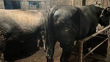 Коровы, быки: Продаю | Бык (самец) — 14