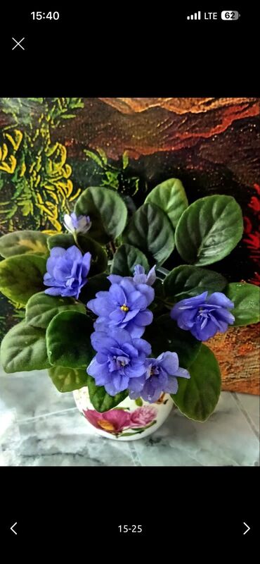 Фиалки и глоксинии: 🌱🌺🌱 Продаю сортовые ДЕТКИ стандартных фиалок🌱🌺🌱. Цены от 80-150 сом — 17