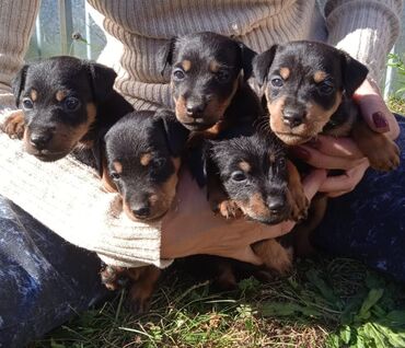 мини собаки: Щенки ягдтерьер, 5 щенков, 3 мальчика и 2 девочки, 3 месица, привитые