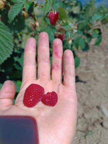 Малина: Малина Бесплатная доставка — 3