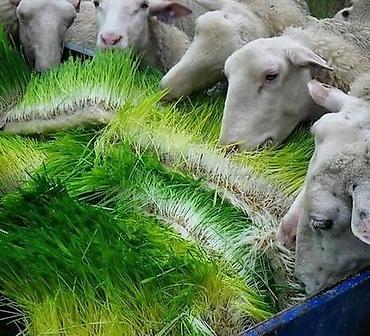 Микрозелень: Гидропоника, корм для скота (зелень пшеницы и ячменя) Цена договорная — 4