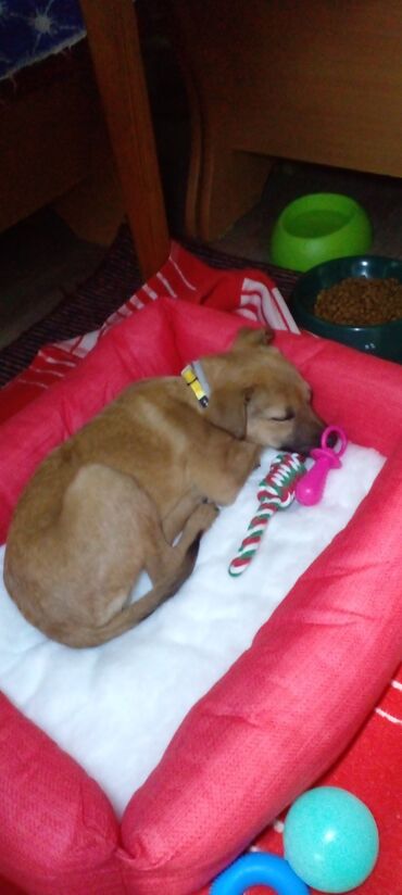 бойцовые собаки: Щенок девочка, 3 месяца гладкошерстная мелкой породы, комнатная