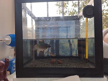 beta balığı qiymət: Məhsul: Betta balığı ilə tam akvarium seti Təsvir: - Şüşə kvadrat — 2
