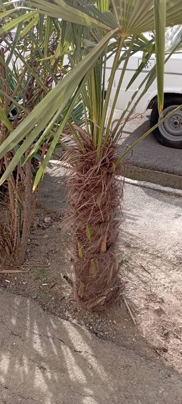 palma agacinin qiymeti: Palma ağacı satılır hundurluyu 2 m den coxdur. Qiymetde razilawaram