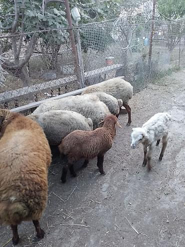 döş əti: Salam hərvaxtiniz xeyir 2 qoyun,2xam şişək,1dənədə 8 aylıq qala qoç,5 — 2