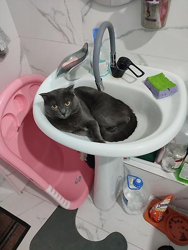 скотиш фолд ош: Шотландский вислоухий кот, окрас блю (однотонный серый). Крупные — 2