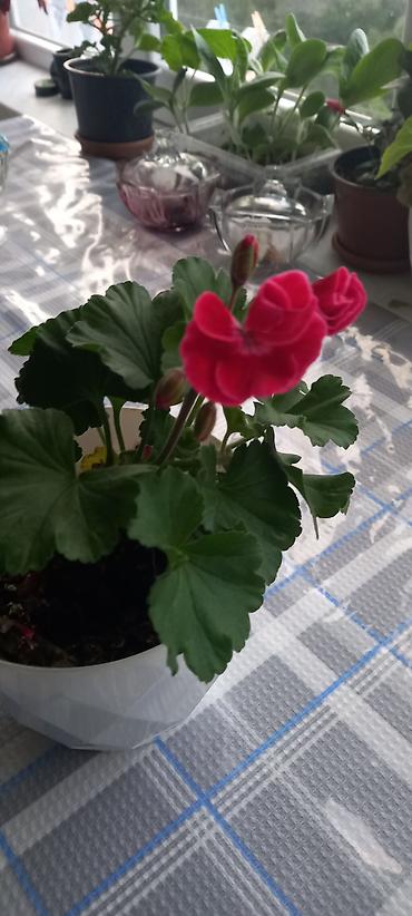 Otaq bitkiləri: Otaq bitkiləri kolleksiyası - Qırmızı-sümbül yarpaqlı oxalis (Oxalis — 3