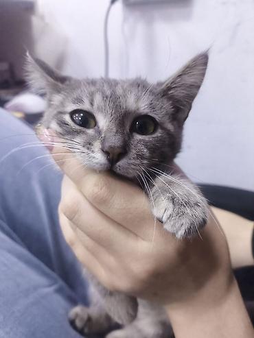 кошки свинкс: Кошка даром: Беспородная, 1 месяц, Девочка, Приучена к лотку — 6