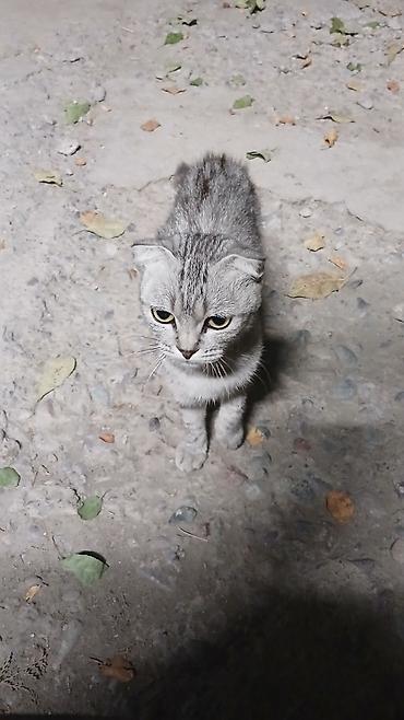 сухой корм для кошек: Пара домашних кошек: взрослая кошка с короткими, прижатыми ушами и — 5