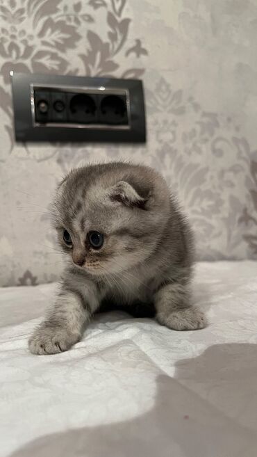 Gəmiricilər: Şotland yastı qulaq
