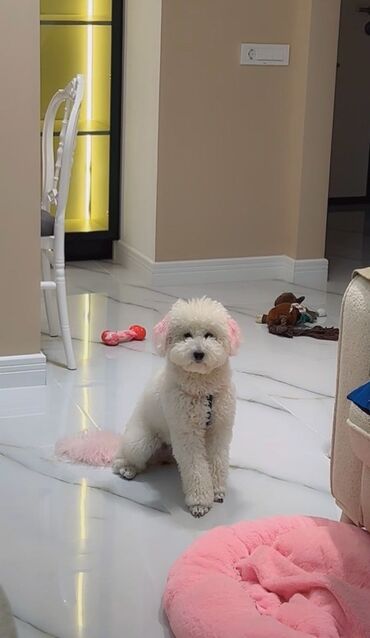 клетка для попугая: Poodle cinsidir,11 aylıqdır,dişidir çox aktiv,enerjik və oynağan