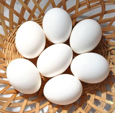 сепаратор для яиц: Продается инкубационное гусинное яицо. 100сом