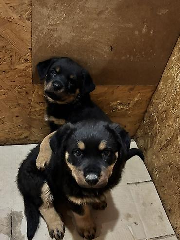 İtlər: Rotveyler, 2 ay, Dişi — 12