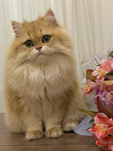 Pişiklər: Qızıl şinşilla, Dişi — 4