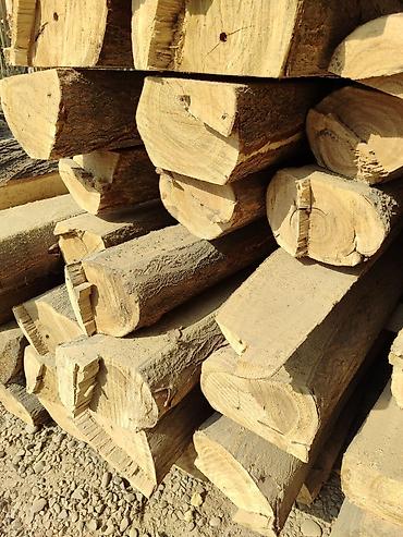 Другие виды семян и саженцев: ПАВЛОВНИЯ КОЧОТТОРУ САТЫЛАТ СОРТТОРУ: -ФТЭ - ШАНГТОНГ - ПАОТОНГ Z 07 — 9