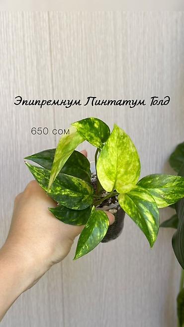 pinky clean бишкек: Комнатные растения в наличии🌿 Как всем известные, так и редкие — 3