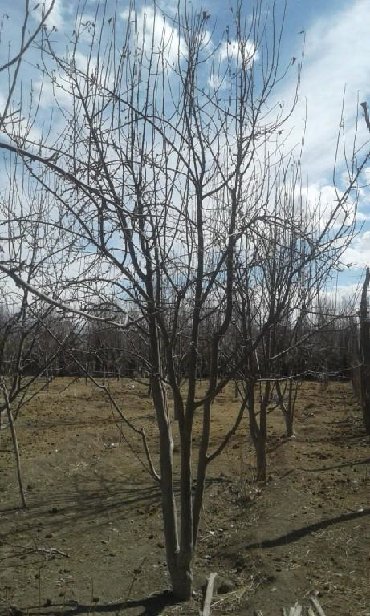 осень весна: Услуги садовника. делаю обрезку плодовых деревьев и кустарников