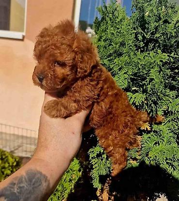 samojed mini: Najmanje pudle, od najlepsih roditelja u Evropi samo u — 6