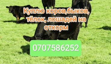 чон уй берилет: Сатып алам | Уйлар, букалар, Жылкылар, аттар | Бордоп семиртүү үчүн, Өзү алып кетүү