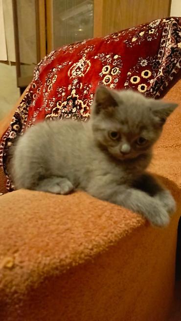 Кошки: Boz rəngli, qısa tüklü balaca pişik balası. - Rəng: bərabər tünd-boz — 1