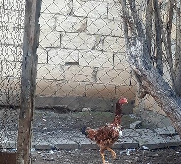 danişan quş: Cinsi turk hal hazirda kurt du