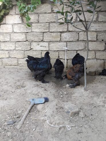 quş yemi: Təmiz qan Brama kar 15-25 manataədər var.4ay 15 günlüklər,4 aylıqlar,3 lalafo.az -da quş yemi: Təmiz qan Brama kar 15-25 manataədər var.4ay 15 günlüklər,4 aylıqlar,3