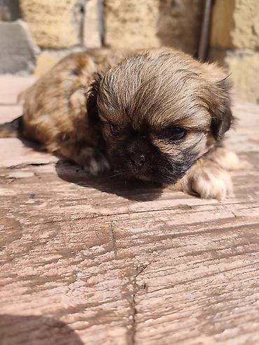 İtlər: Pekines, 1 ay, Erkek — 10