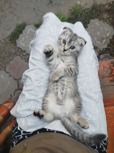 британская кошка: Скотиш Фолд (Шотландская вислоухая), 2 месяца, Мальчик, Приучена к лотку