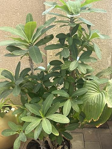 Молочаи: Эуфорбия миля (Euphorbia milii, «Молочай Миля») в горшке. - Крупный — 2