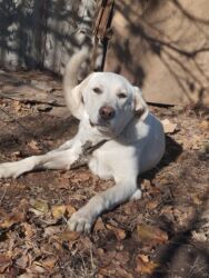 дешёвые собаки: Лабрадор-ретривер, 7 айлык, Ургаачы, Эмделген